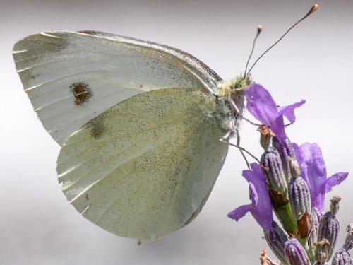 Réf. 210 532 : Pieris mannii