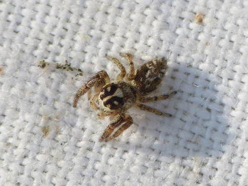 Macaroeris nidicolens