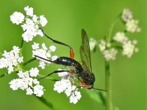 Phaenolobus sp.