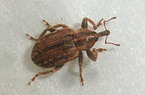 Réf. 210 277 : Hypera sp.