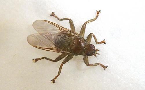 Ornithomya biloba