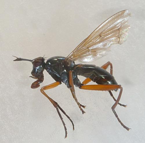 Réf. 210 579 : Sepedon sphegea