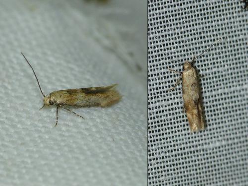 Mompha epilobiella