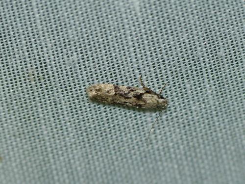 Carpatolechia sp.