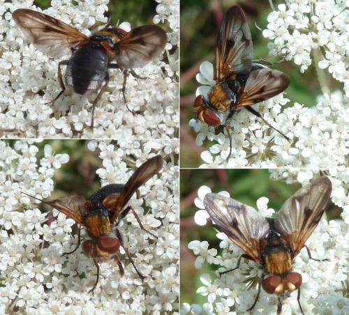 Réf. 210 620 : Ectophasia sp.