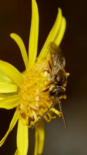 Seladonia tumulorum