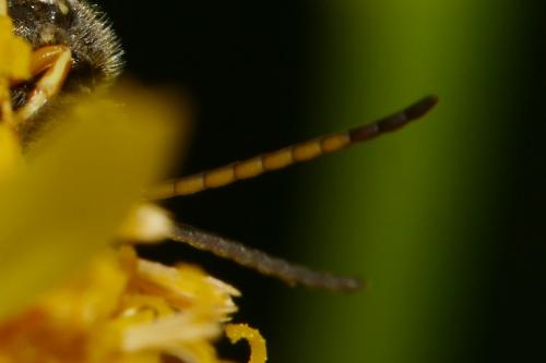 Seladonia tumulorum