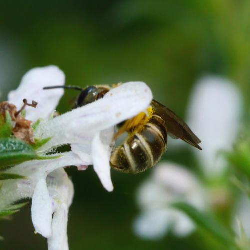 Seladonia tumulorum