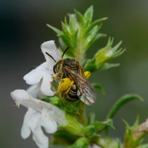 Seladonia tumulorum
