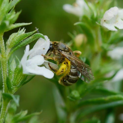 Seladonia tumulorum