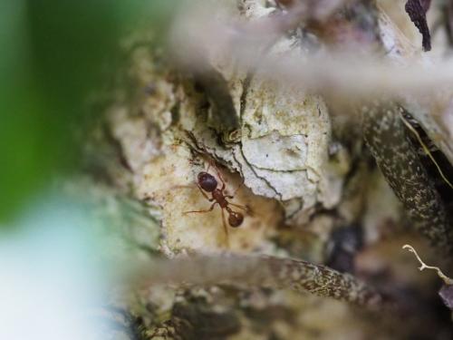 Réf. 210 972 : Myrmica sp.