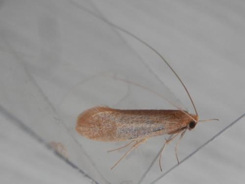 Nematopogon swammerdamella