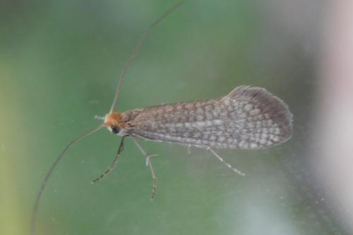 Réf. 210 841 : Nematopogon adansoniella