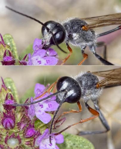 Réf. 210 126 : Ammophila heydeni