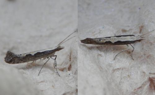 Réf. 210 903 : Plutella xylostella