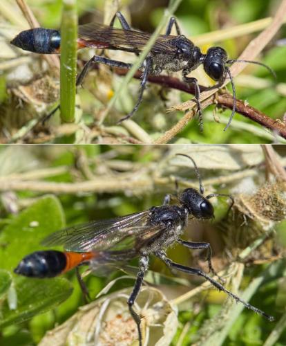 Ammophila sabulosa