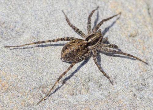 Réf. 210 076 : Pardosa sp.