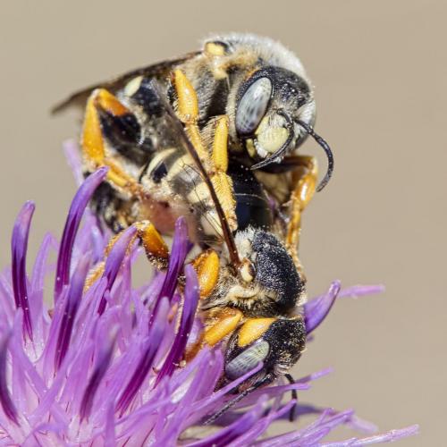 Icteranthidium laterale