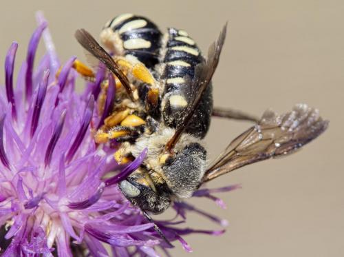Réf. 210 048 : Icteranthidium laterale