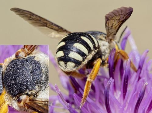 Icteranthidium laterale