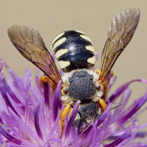 Réf. 210 049 : Icteranthidium laterale