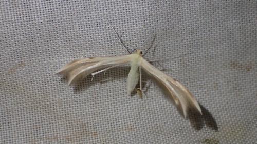 Réf. 210 858 : Merrifieldia baliodactylus