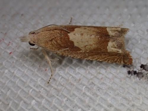 Réf. 210 031 : Eucosma conterminana