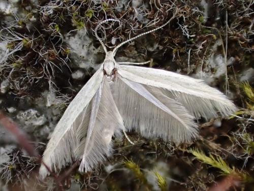 Réf. 210 121 : Coleophora sp.