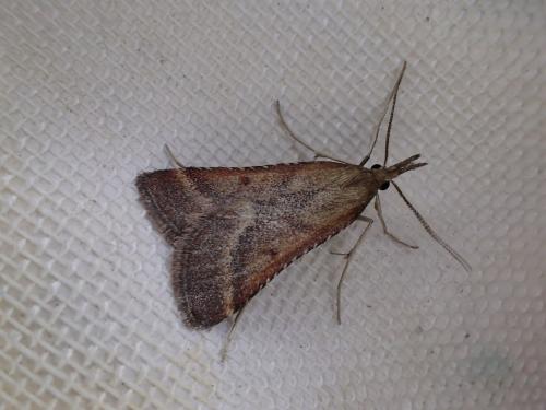 Réf. 210 036 : Synaphe punctalis