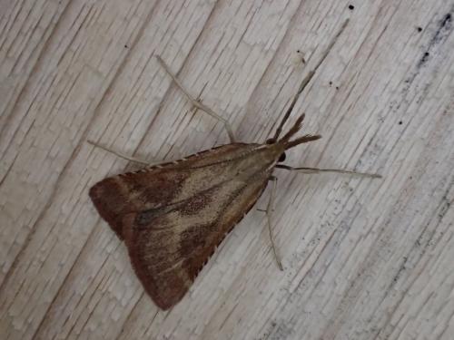 Synaphe punctalis