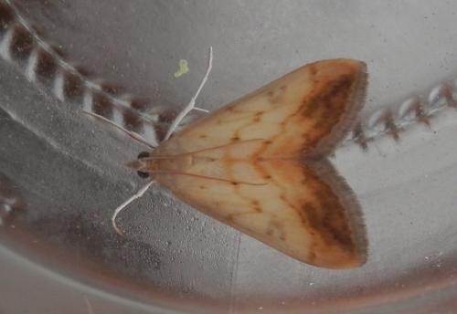 Réf. 210 092 : Evergestis extimalis