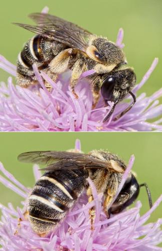 Réf. 210 494 : Nomiapis diversipes