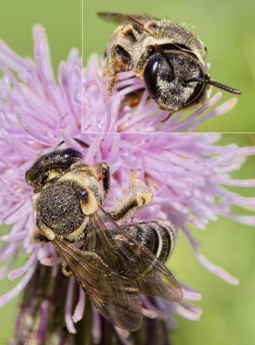 Réf. 210 495 : Nomiapis diversipes