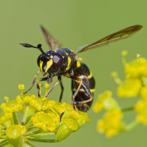 Réf. 210 575 : Ceriana conopsoides