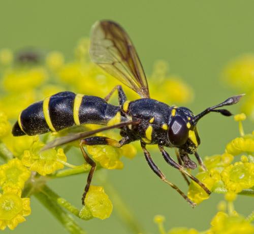 Ceriana conopsoides
