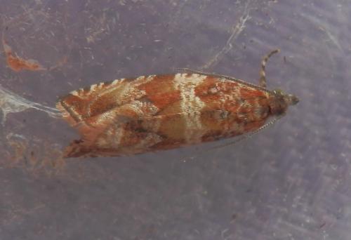 Celypha cespitana