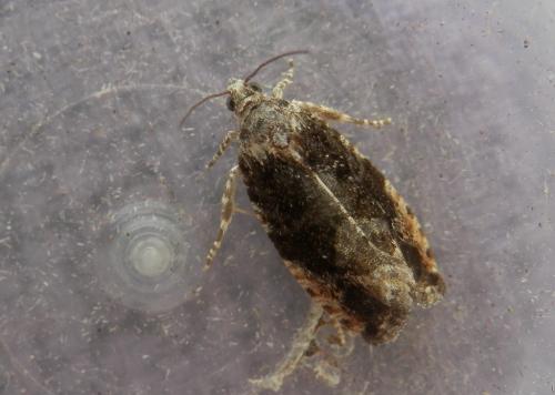 Eudemis profundana