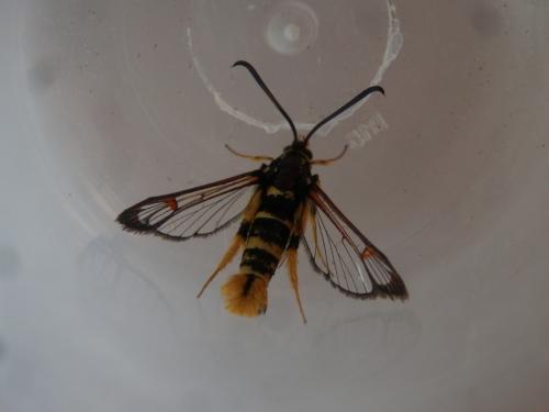 Synanthedon vespiformis