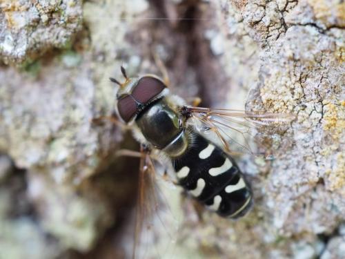 Réf. 210 839 : Scaeva pyrastri