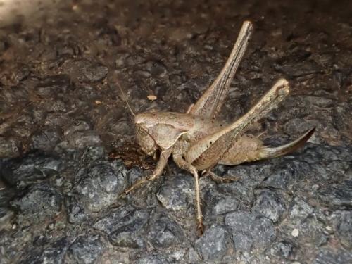 Pholidoptera griseoaptera