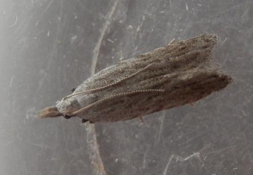 Anarsia spartiella