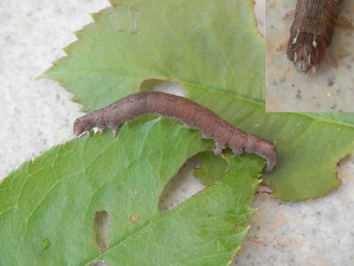 Réf. 210 826 : Dysgonia algira