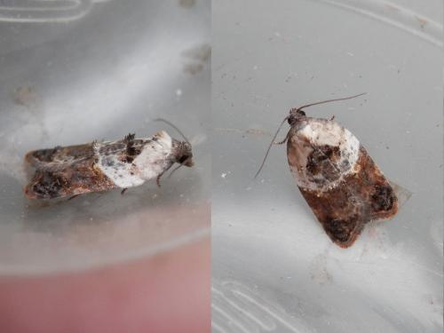 Réf. 210 908 : Acleris variegana