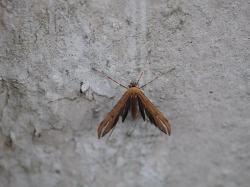 Emmelina sp.
