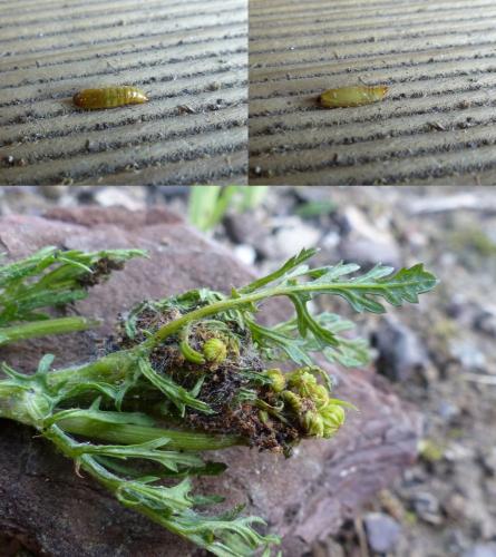 Réf. 210 662 : Phycitodes maritima