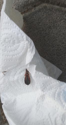 Réf. 210 513 : Rhynocoris sp.