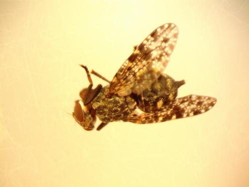 Platystoma lugubre