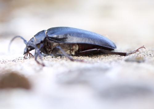 Prionus coriarius