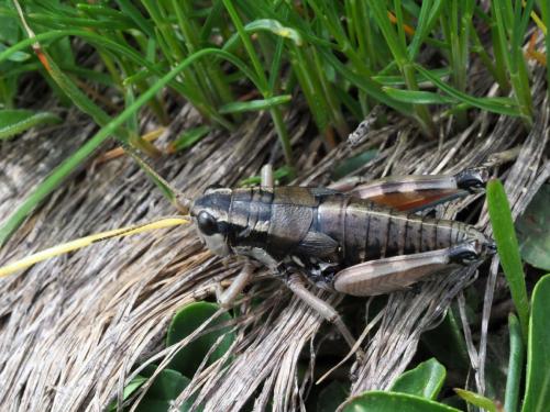 Podisma sp.