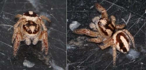 Pellenes sp.